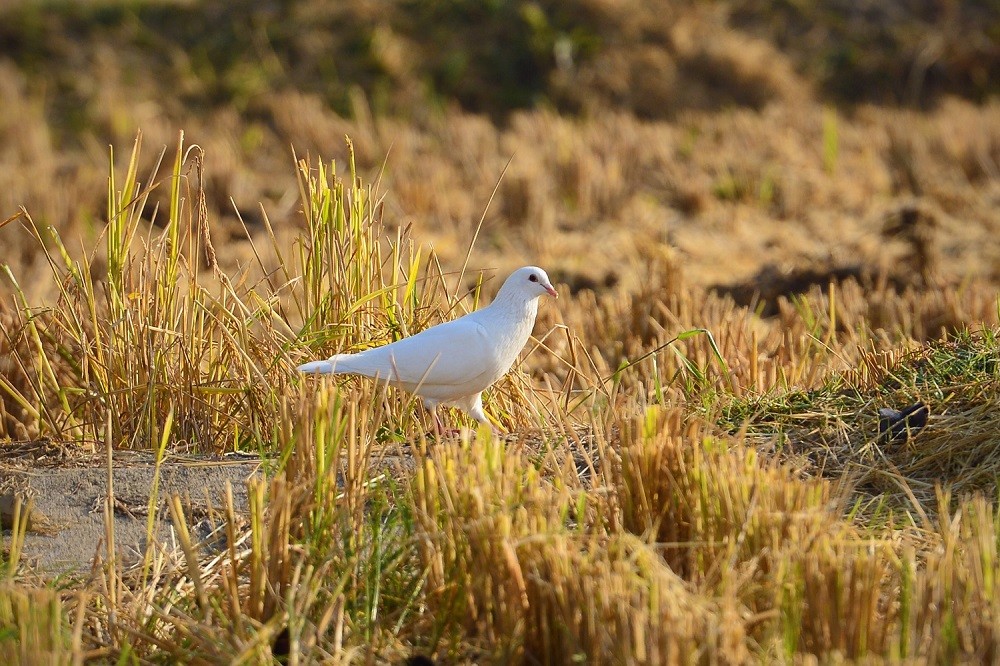 DSC_7445.jpg