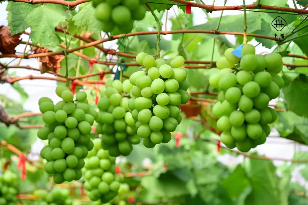 1781659601548370.jpg 640 (1).jpg