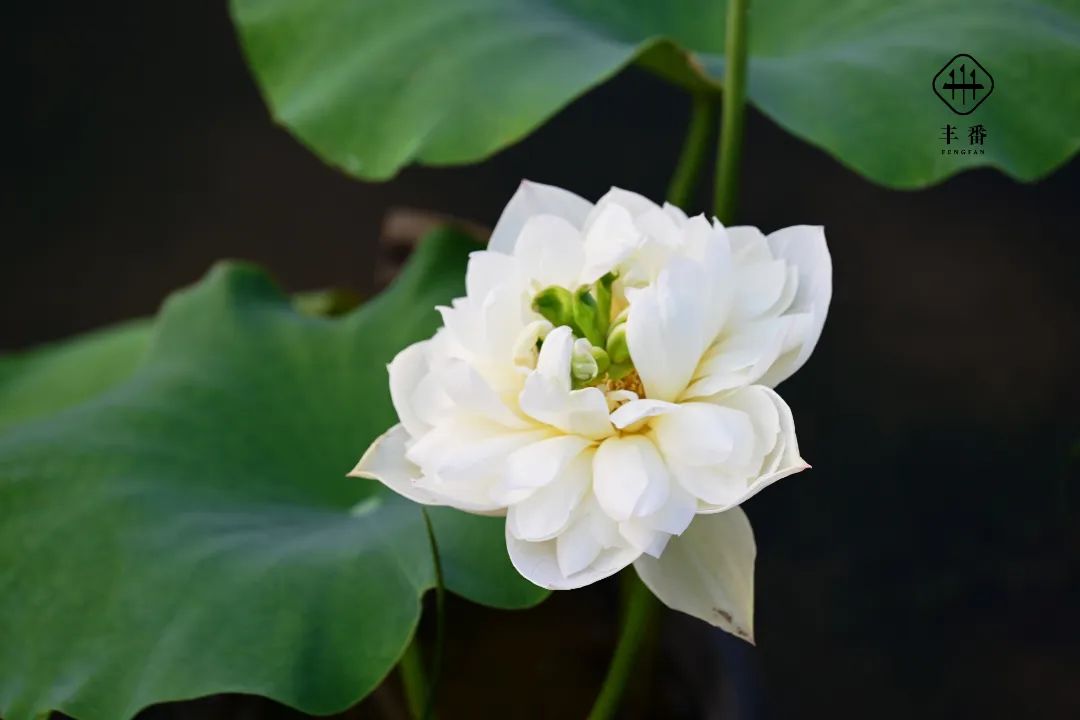 农场风景 | 来自今夏的芳容！